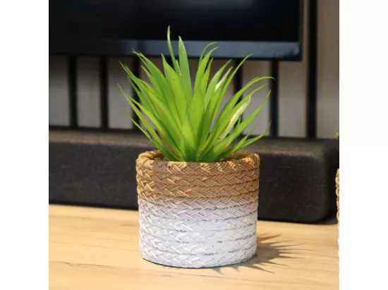 Plante succulente en pot bicolore 8 x 15 cm (Lot de 4)