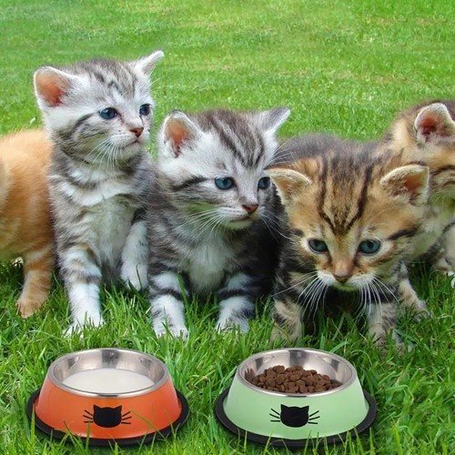 Alimentador de aço MyPetCare, laranja