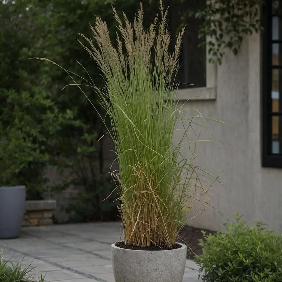 Bont struisriet - Calamagrostis acutiflora 'Overdam' - Hoogte 20-30cm - ⌀23cm
