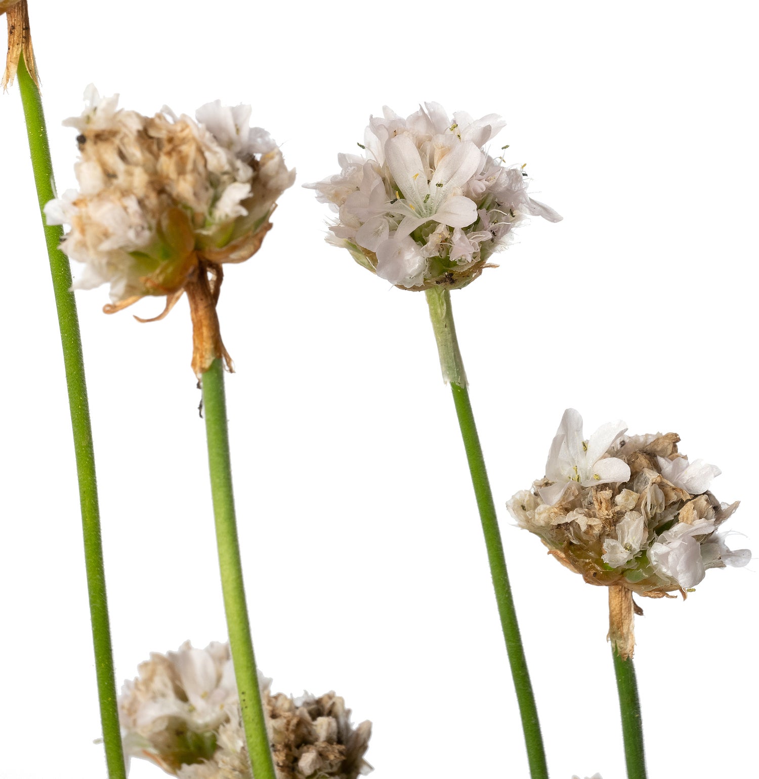 Engels gras (Armeria maritima 'Alba') D 9 H 10 cm