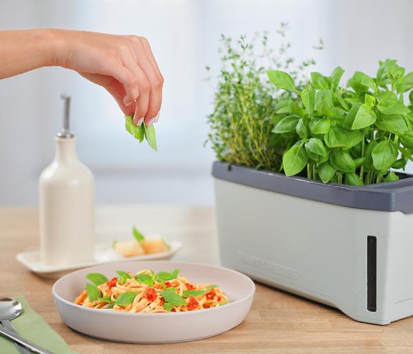 Gusta Garden Kräutertopf Harry Herbs, ca.