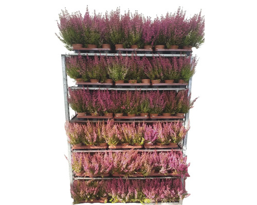 Heide, Gewone heide FloraSelf Calluna vulgaris Ø 9,5 cm pot willekeurige variëteitselectie effen kleur