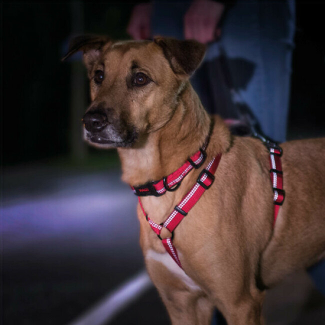 Harnais Walking Halti pour chien