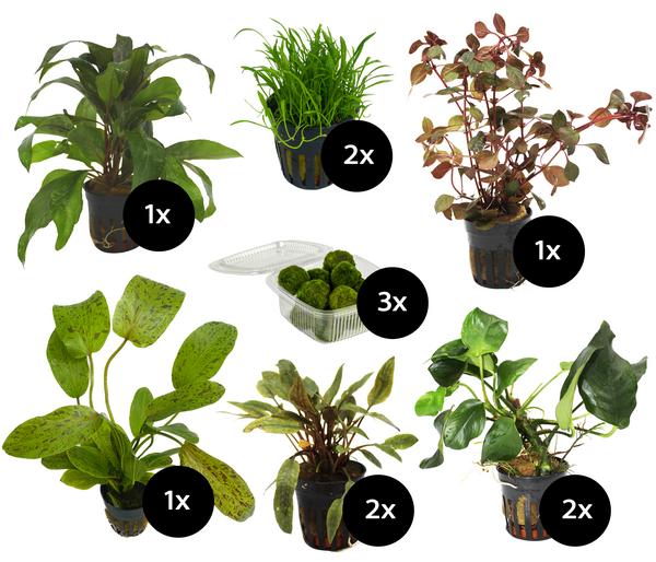 Dehner Aqua Aquarienpflanzen-Set für 60