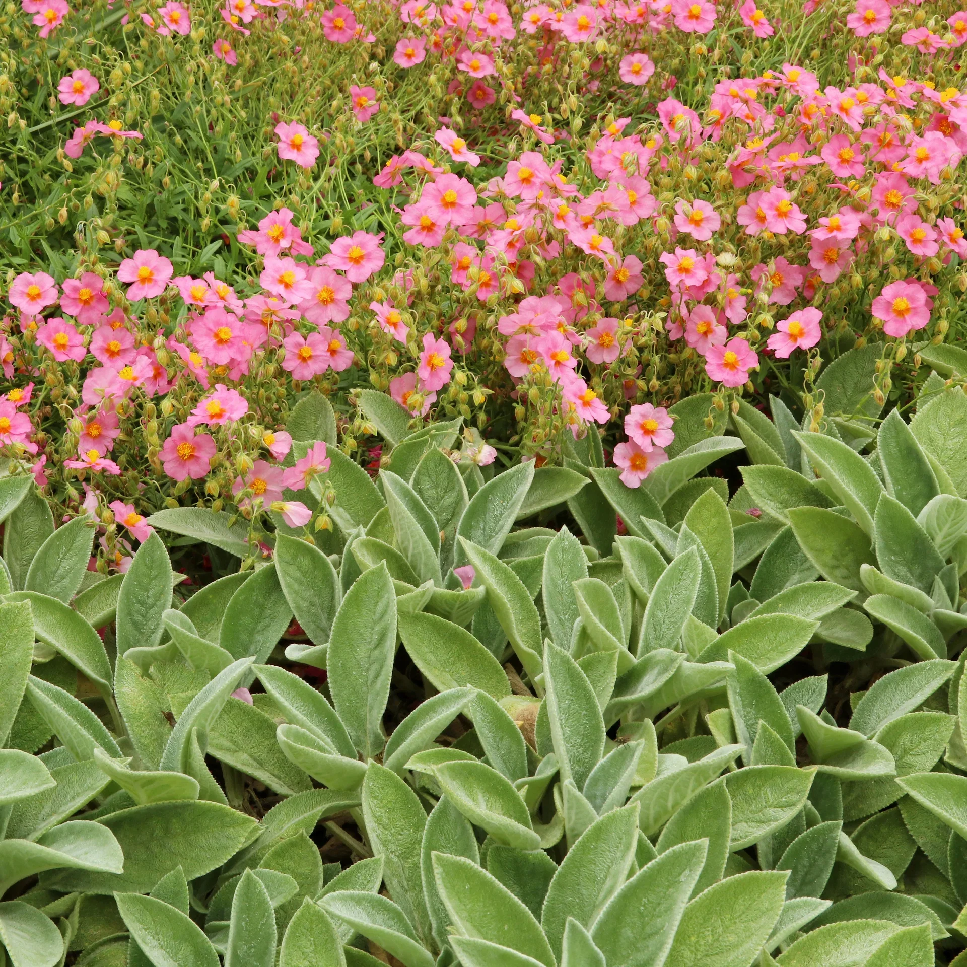 Helianthemum Lawrensons rosa flerårig plante Ø11 cm