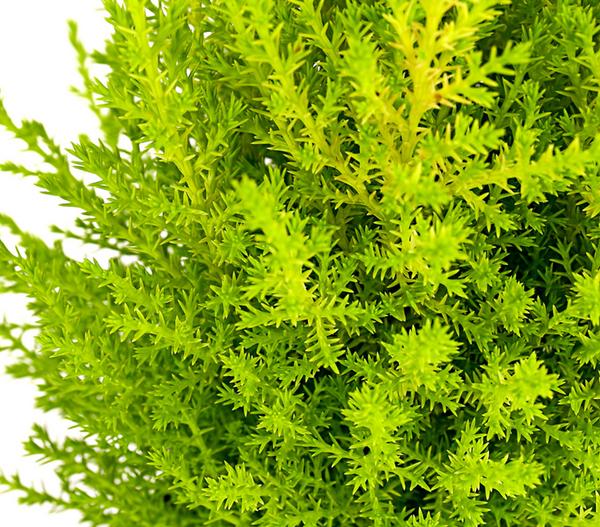 Zimmerzypresse 'Goldcrest', Pyramide