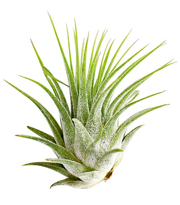 Tillandsie - Tillandsia cultivars klein,