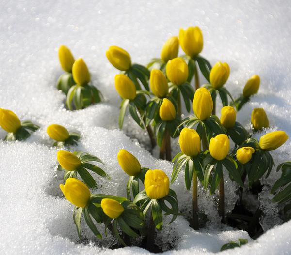 Kleiner Winterling