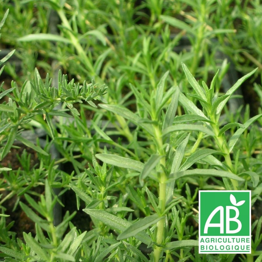 Menthe des cerfs bio/mentha cervina[-]lot de 5 godets