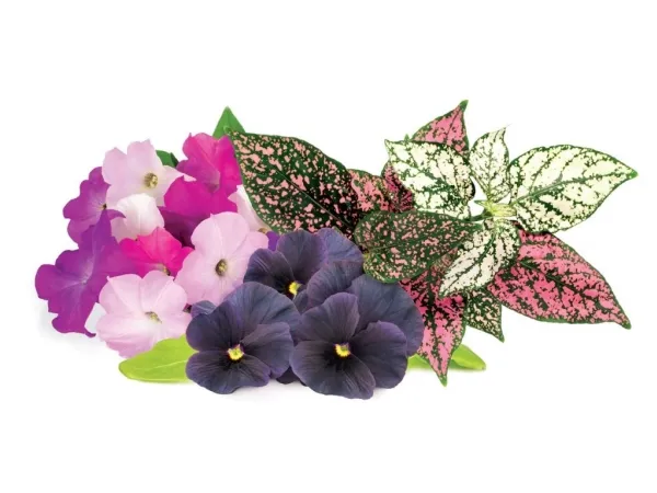 Click Grow Click and Grow Smart Garden Refill, pakke med 9 - en blanding af lyse blomster til velduftende indendørs dyrkning hele året rundt