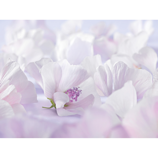 Weleda Baby Sensitive Witte Malva Gezichtscrème 50ML
