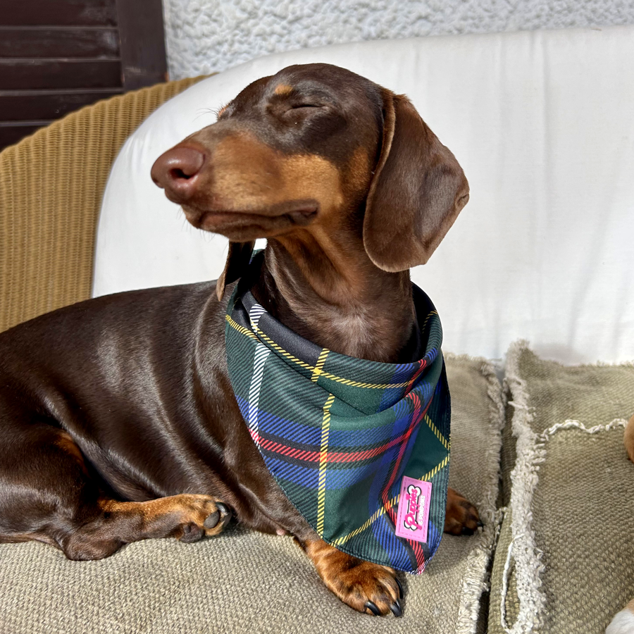 Conjunto de bandana e elástico de cabelo - Tartan de caça da Cornualha