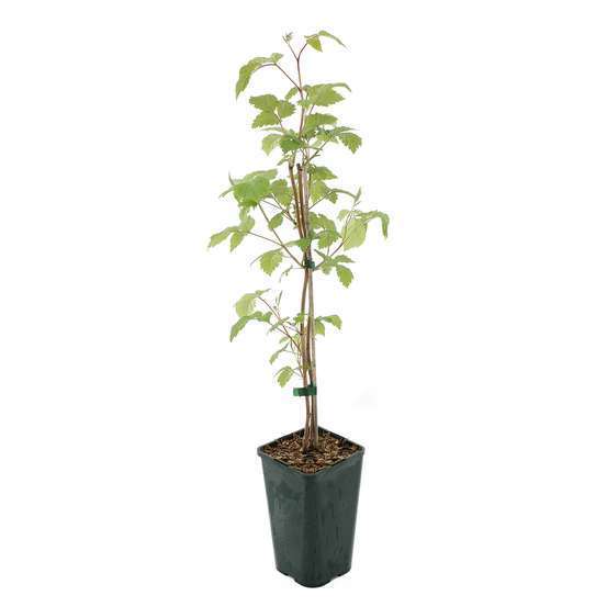 Framboisier 'Little Sweet Sister' bio : pot 1,5L