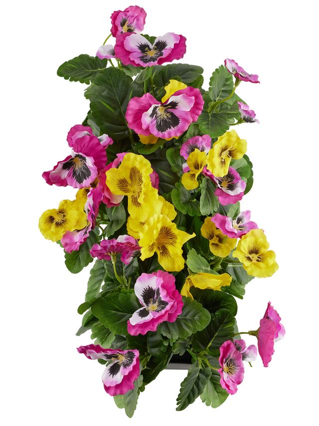 Stiefmütterchen im Kasten, 28 cm