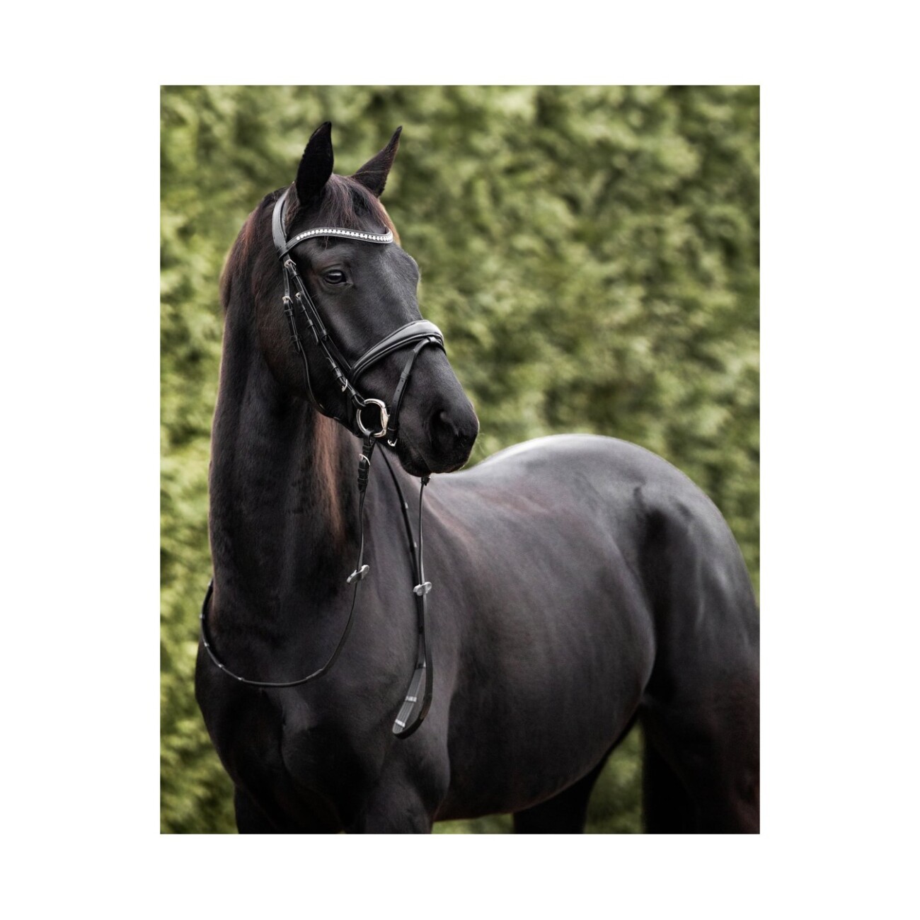 4Horses Trense Mailand