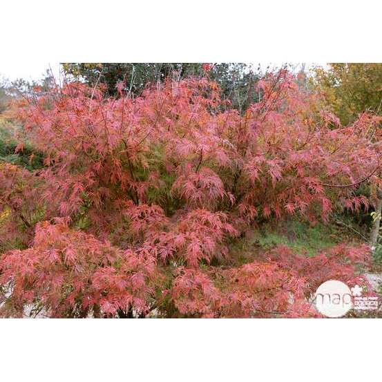 Acer palmatum dissectum : arbuste 1/2 tige