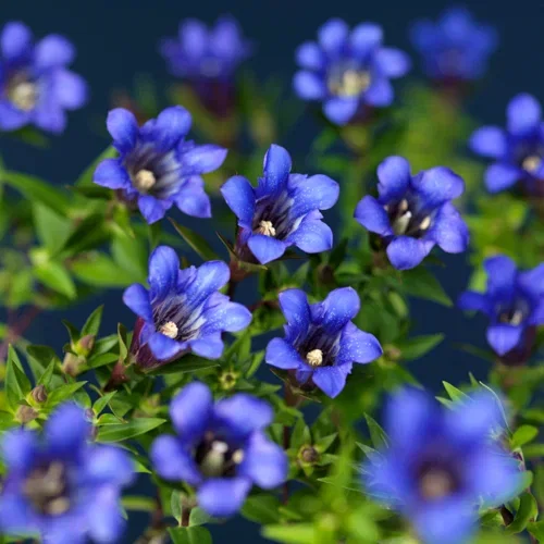 Gentiana Blue Heart 10,5 cm Kinasøte Ø10,5 cm