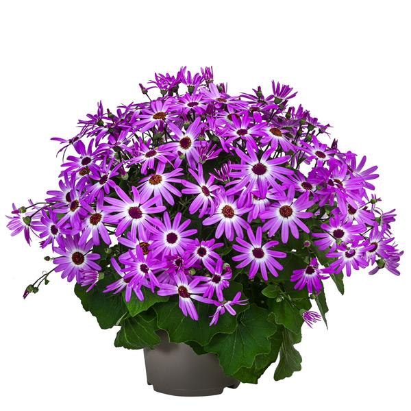Teneriffa Stern - Cineraria