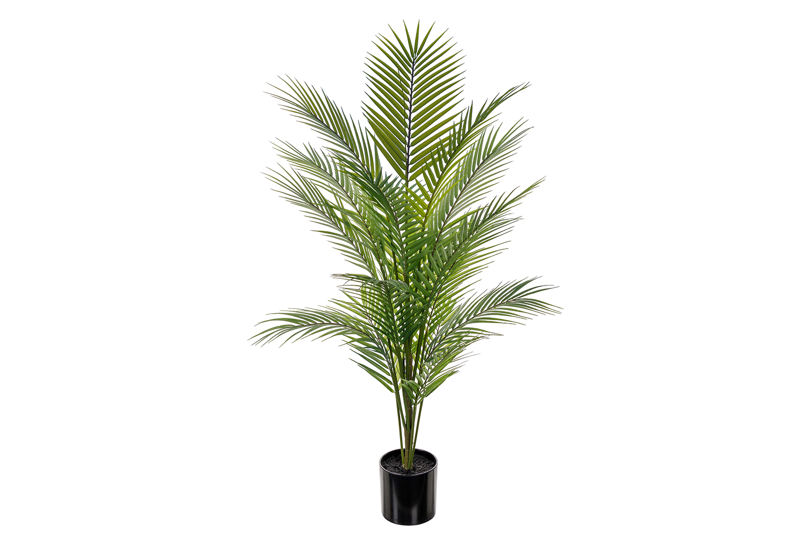 Bergspalme potteplante Grønn H110 cm