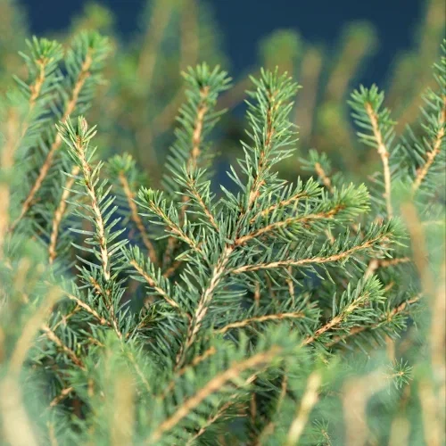 Picea omorika 'Karel' Serbergran 'Karel' Ø17 cm