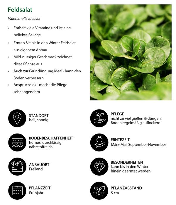 Feldsalat grün, 20er Schale