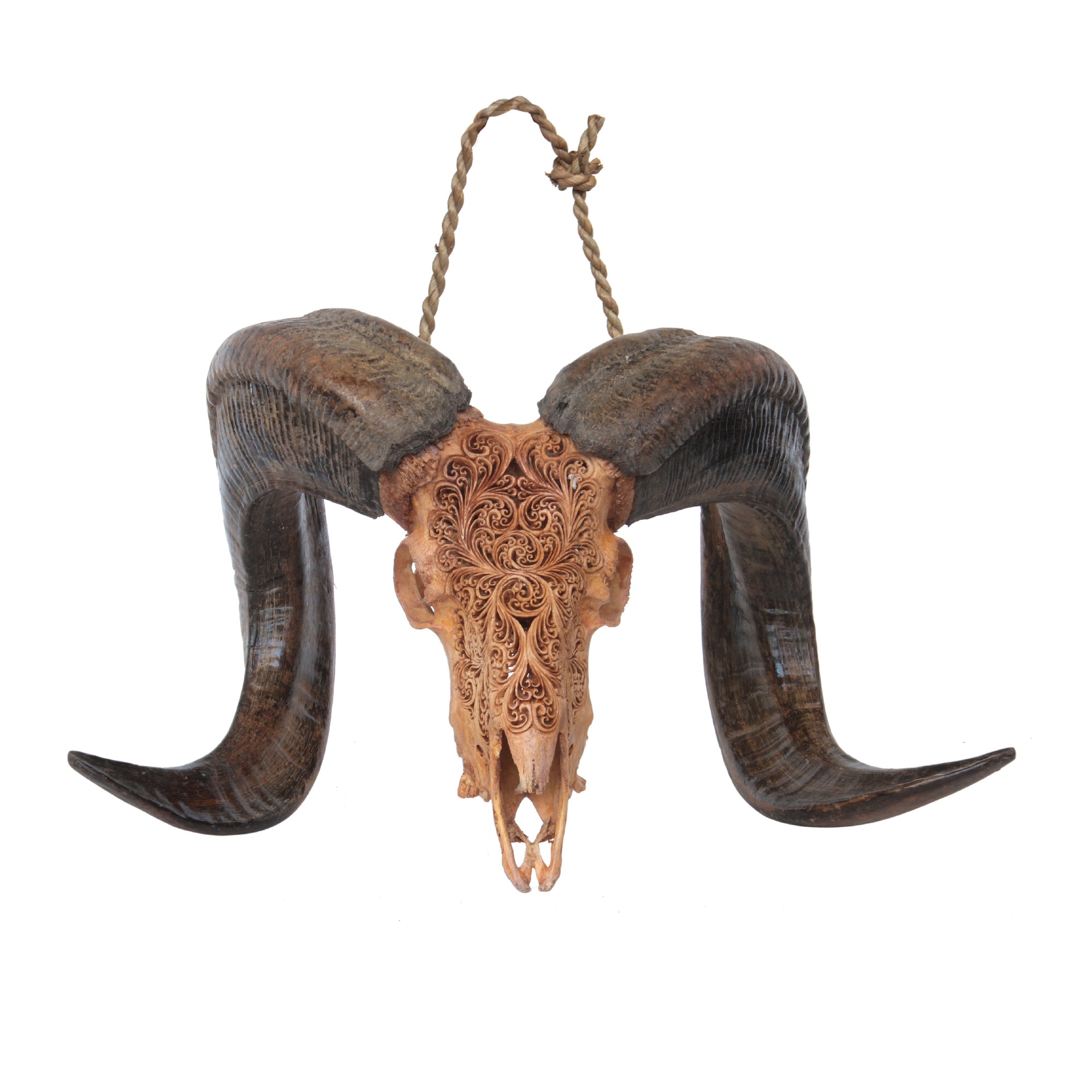 Widderschädel 'Ram', antikbraun, B 60 cm, H 40 cm, L 30 cm von fischer's lagerhaus