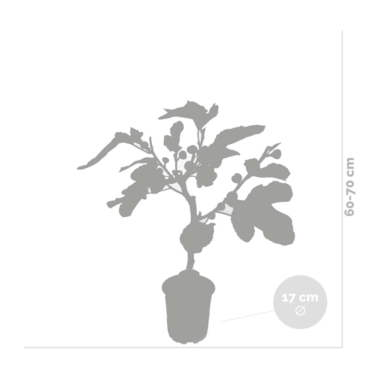 Ficus Carica – Vijgenboom – Fruitboom – Winterhard – ⌀17 cm – ↕60-70 cm