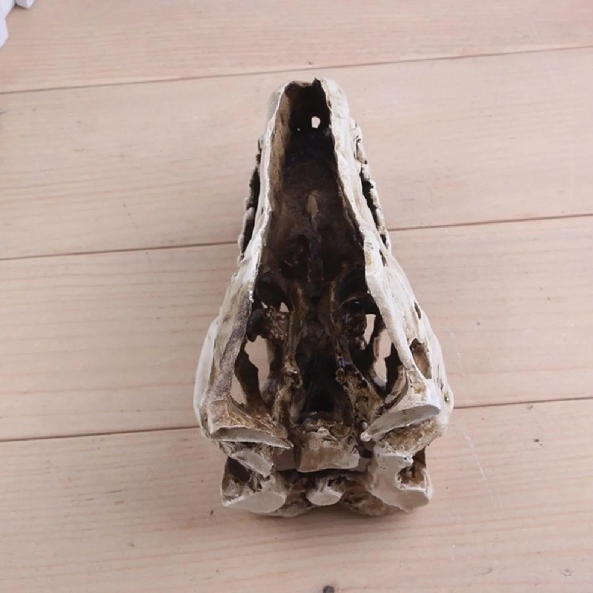 Universal Rex Skull Dinosaur Resin Artisanal