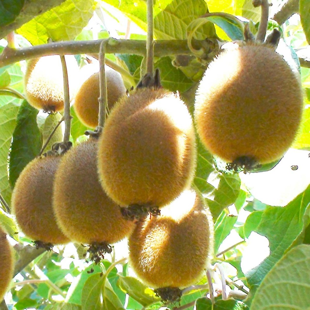 Kiwi chinensis monty (femelle)/actinidia chinensis monty (femelle)[-]pot de 3l - 60/120 cm