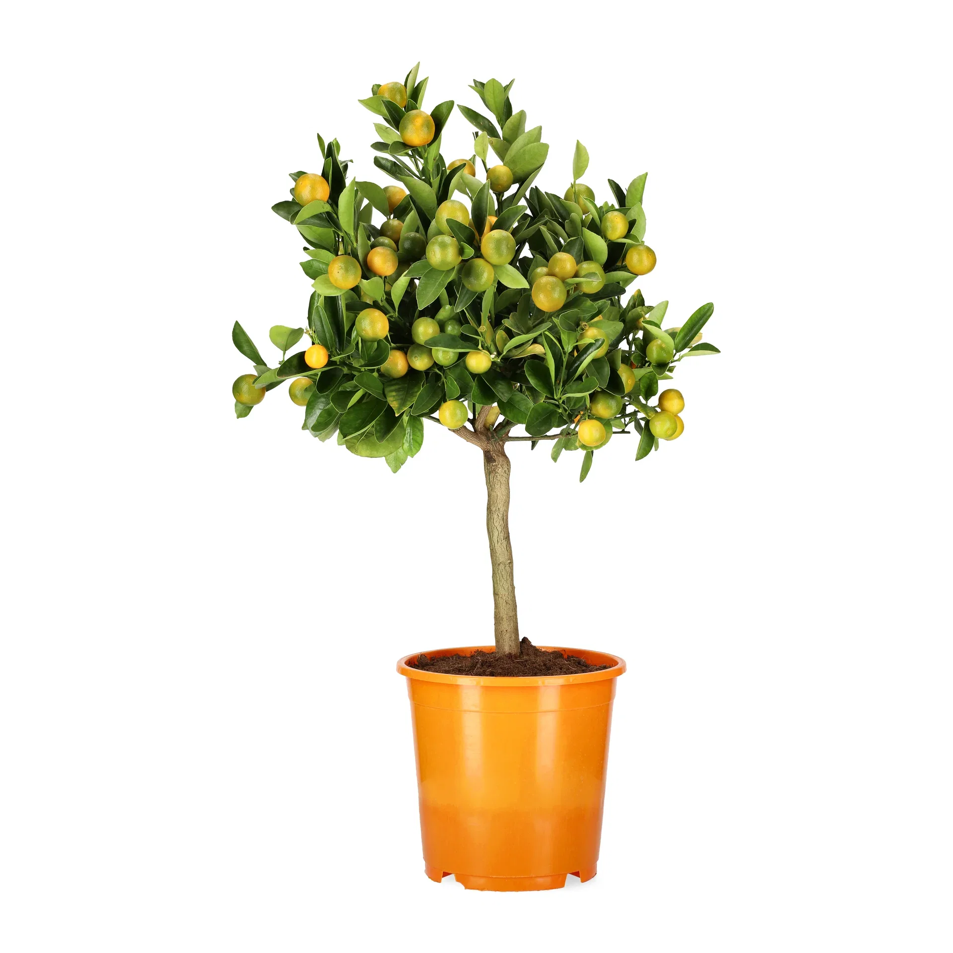 Citrus x microcarpa Calamondin på stamme Ø22 cm
