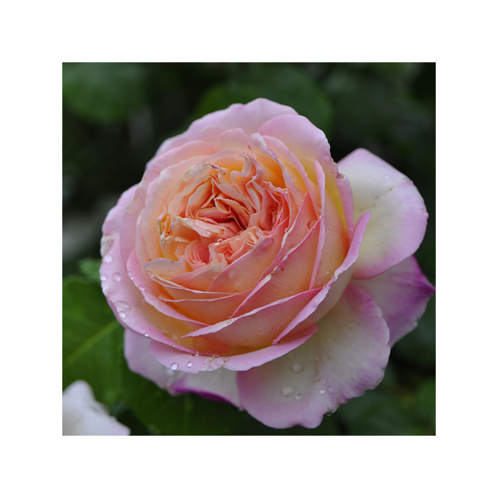 Marianne james® aube - racines nues