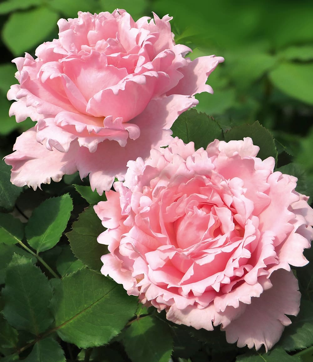 Parfum-Rose 'Sophie Rochas®'