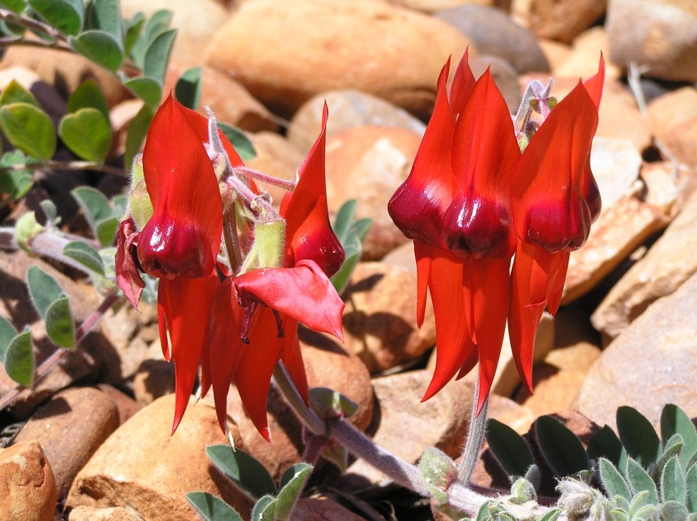 Kit cadeau - bec de perroquet / tête de diable - 20 graines - clianthus formosus syn. Swaisonia formosa