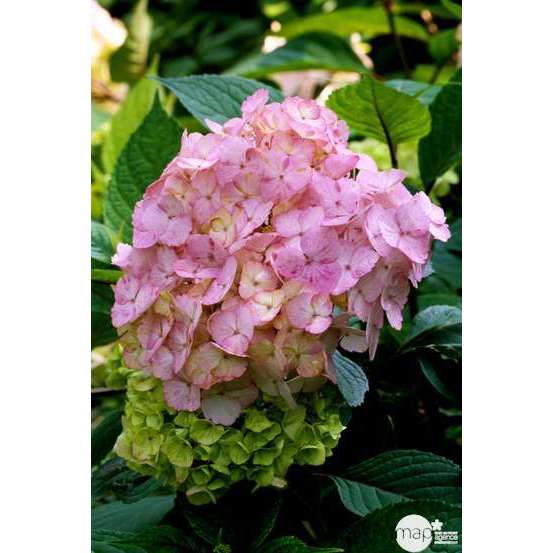 Hydrangea 'Precioza', ctr 3 L