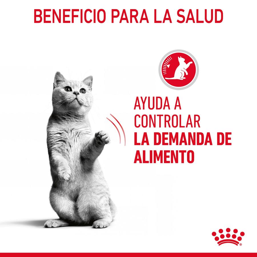 Sachê de molho Royal Canin Appetite Control Care para gatos