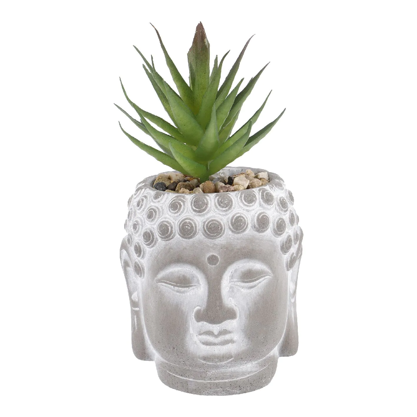 Sukkulente Buddhakopf, grün/spitz, 15 cm