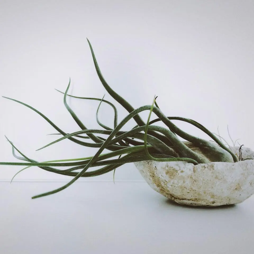 Luchtplantjes - Set van 5 - Tillandsia - Hoogte 5-15cm - ⌀5cm