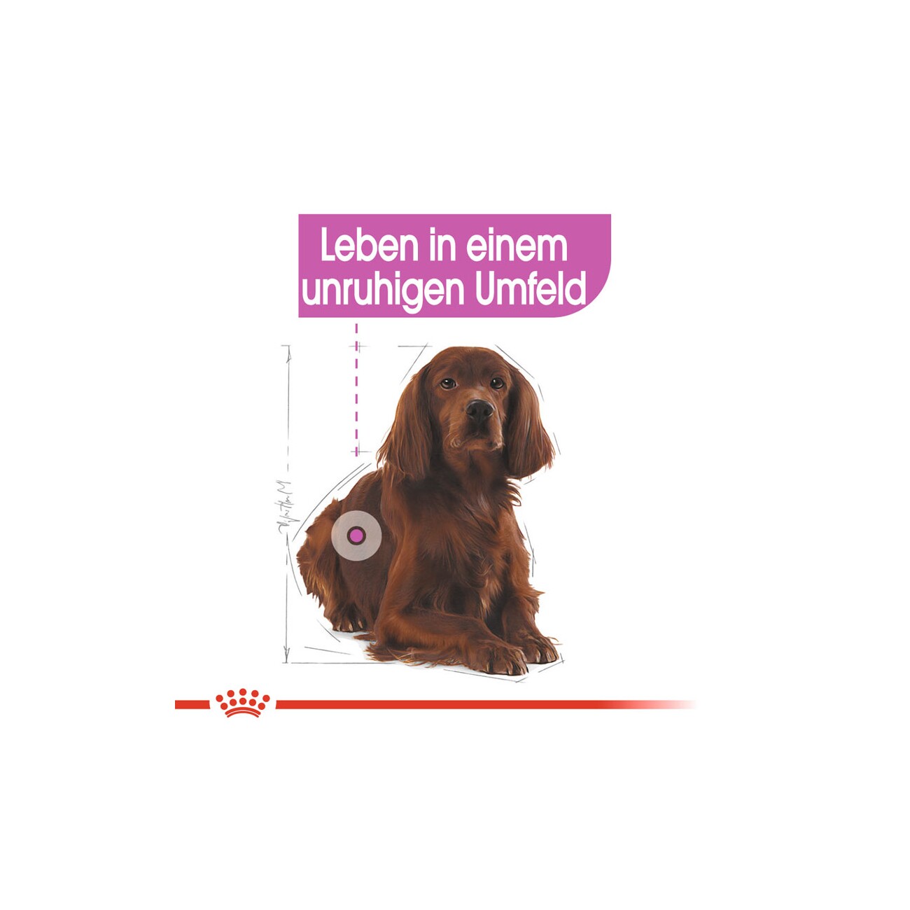ROYAL CANIN Relax Care Medium 10 kg