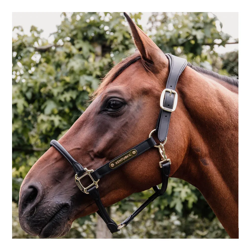 Kentucky ANATOMIQUE CUIR - Licol black