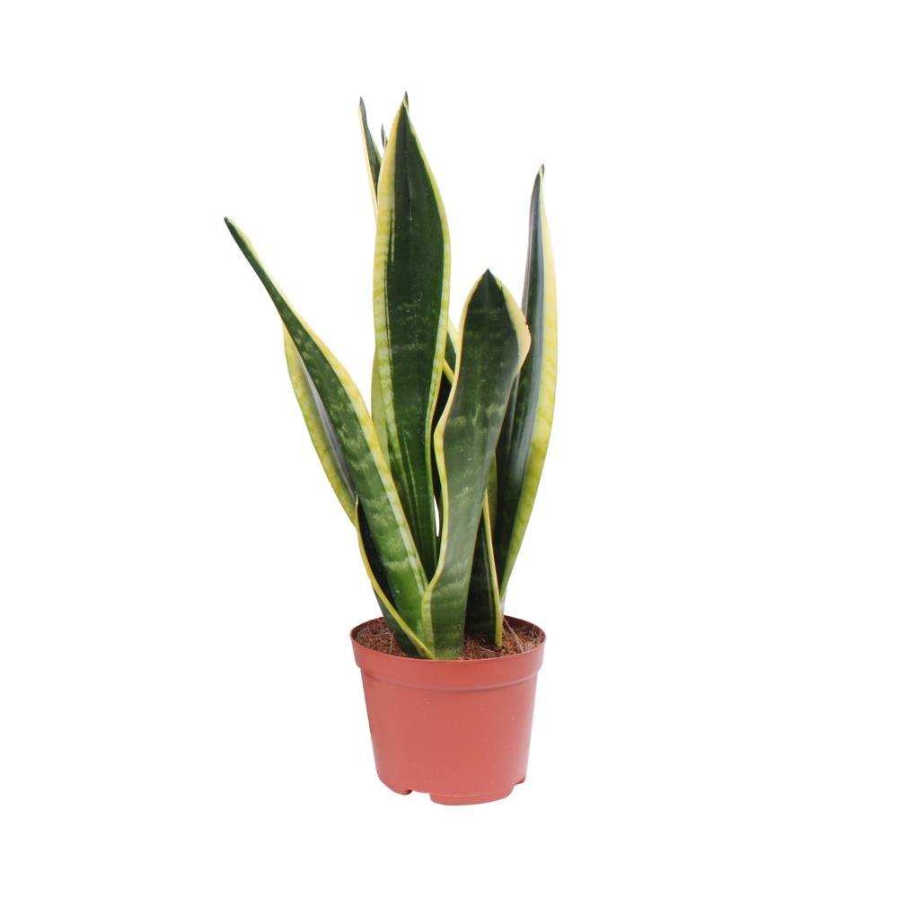 Plante d'intérieur - sansevieria black superba 45.0cm