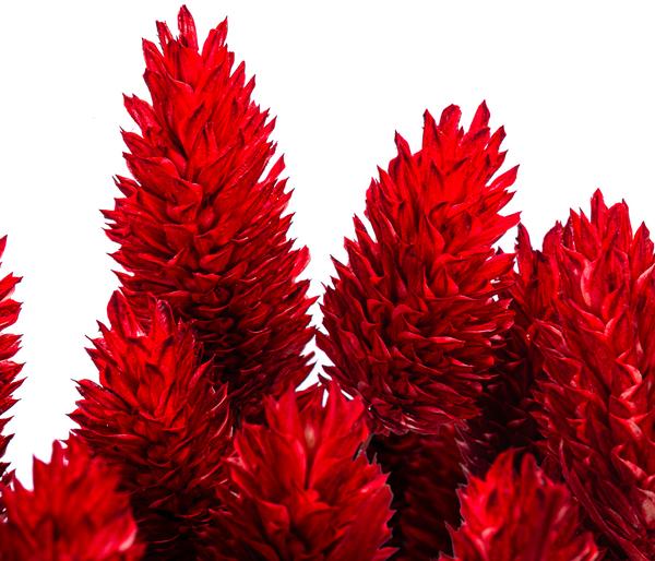Trockenblumenbund Glanzgras, rot