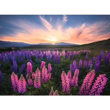 Ravensburger Puzzle - Lupinen, 500 Teile