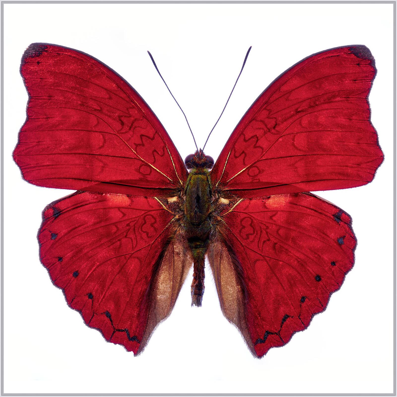 Butterfly VII by Heiko Hellwig - Limited Edition. Edition of: 150. Signed.