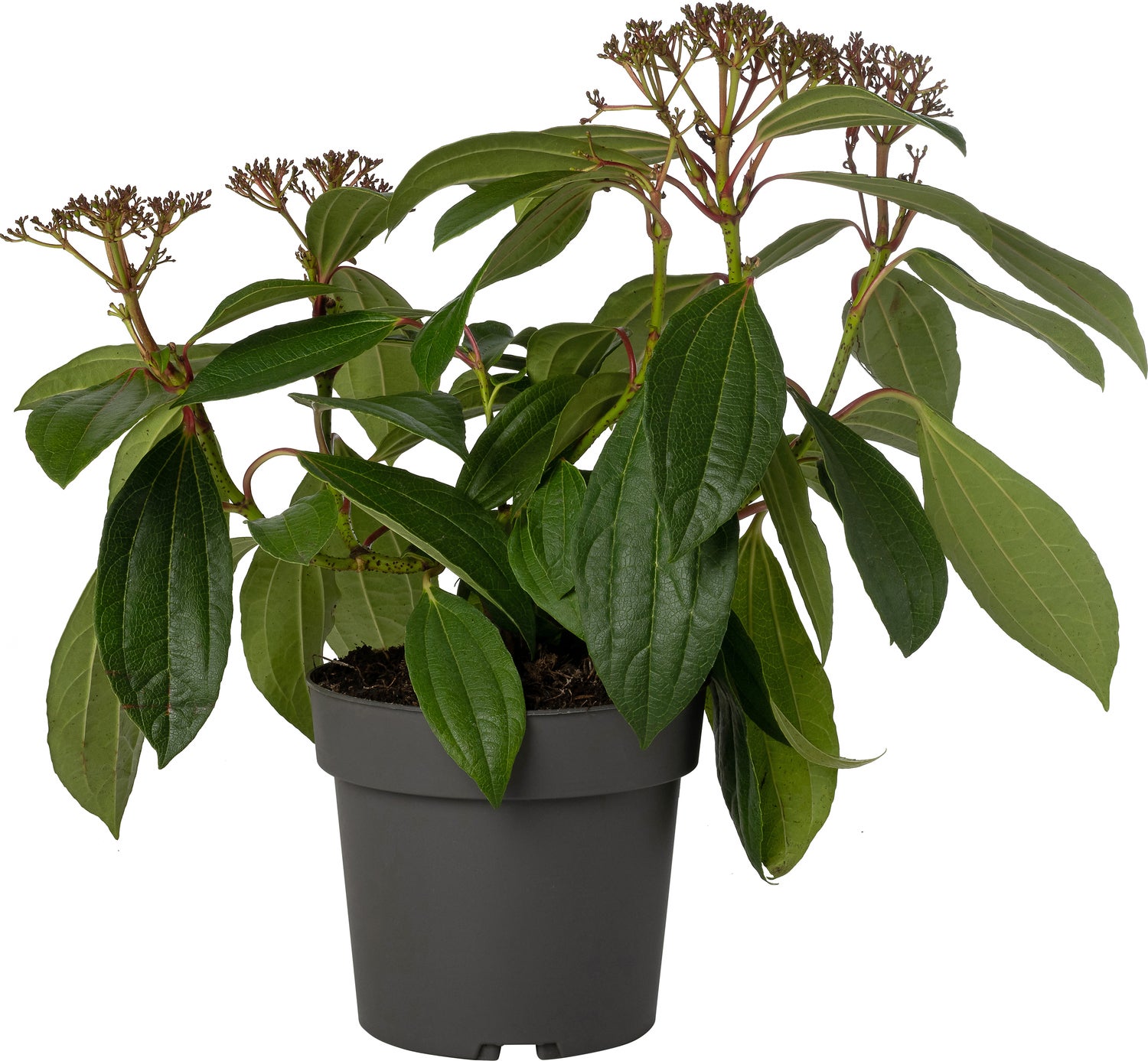 Sneeuwbal (Viburnum davidii) D 17 H 25 cm