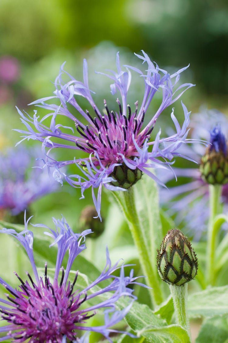 Bergkorenbloem (Centaurea montana) D 11 H 10 cm