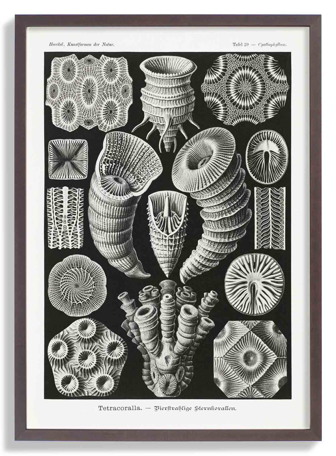 Tetracoralla von Ernst Haeckel