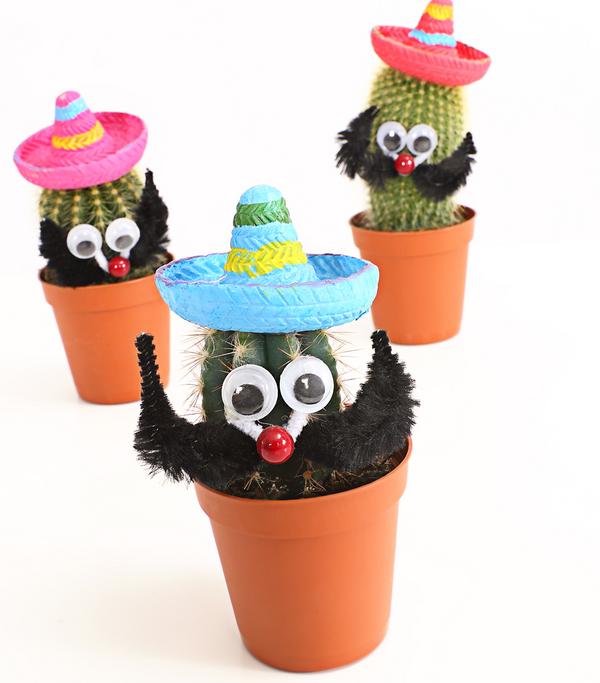 Kaktus mit Sombrero - Cactaceae, verschiedene