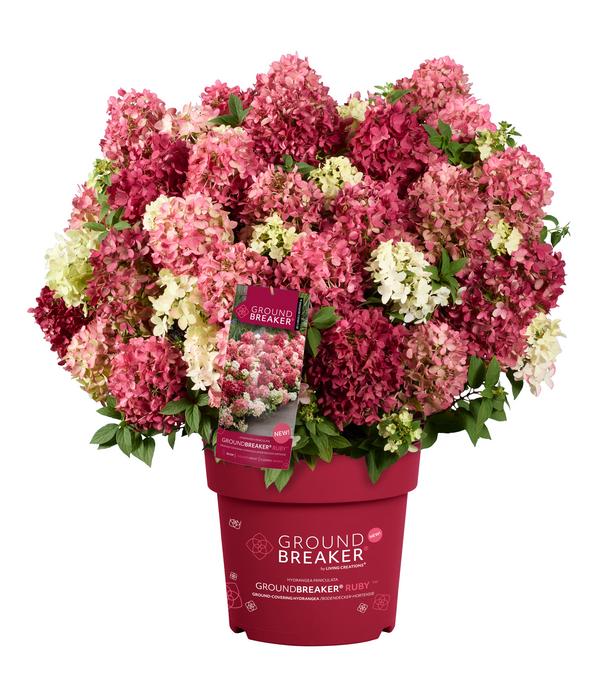 Bodendecker-Rispen-Hortensie Groundbreaker®