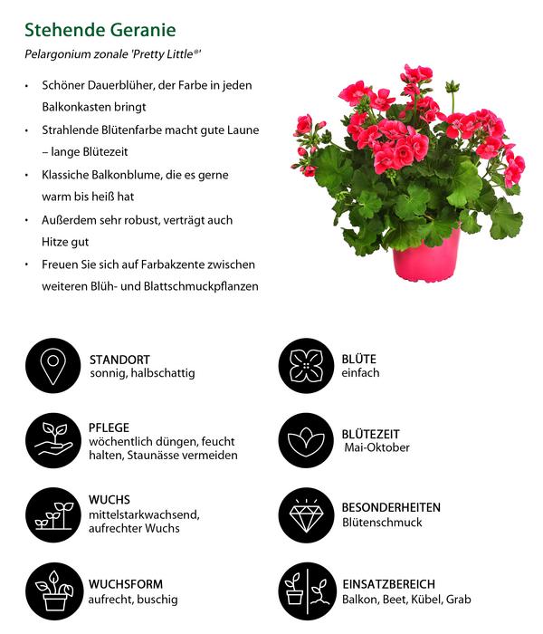 Beet- & Balkonpflanzen-Set Sommerzauber,