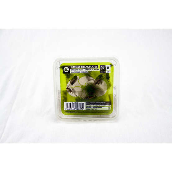 Grillons noirs alimentation reptiles, taille L, 20 pièces